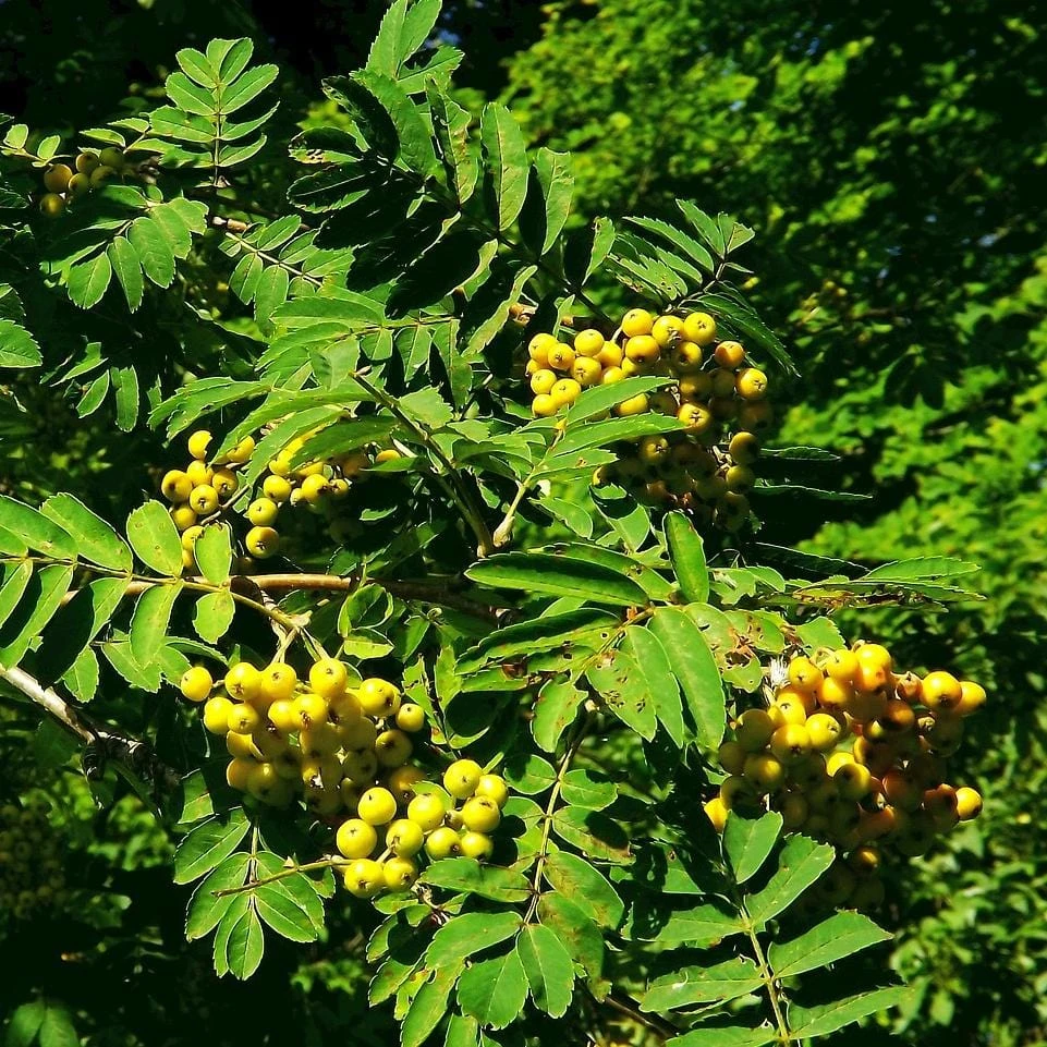 Joseph Rock Rowan Tree | Sorbus 1 Joseph Rock Rowan Tree | Sorbus