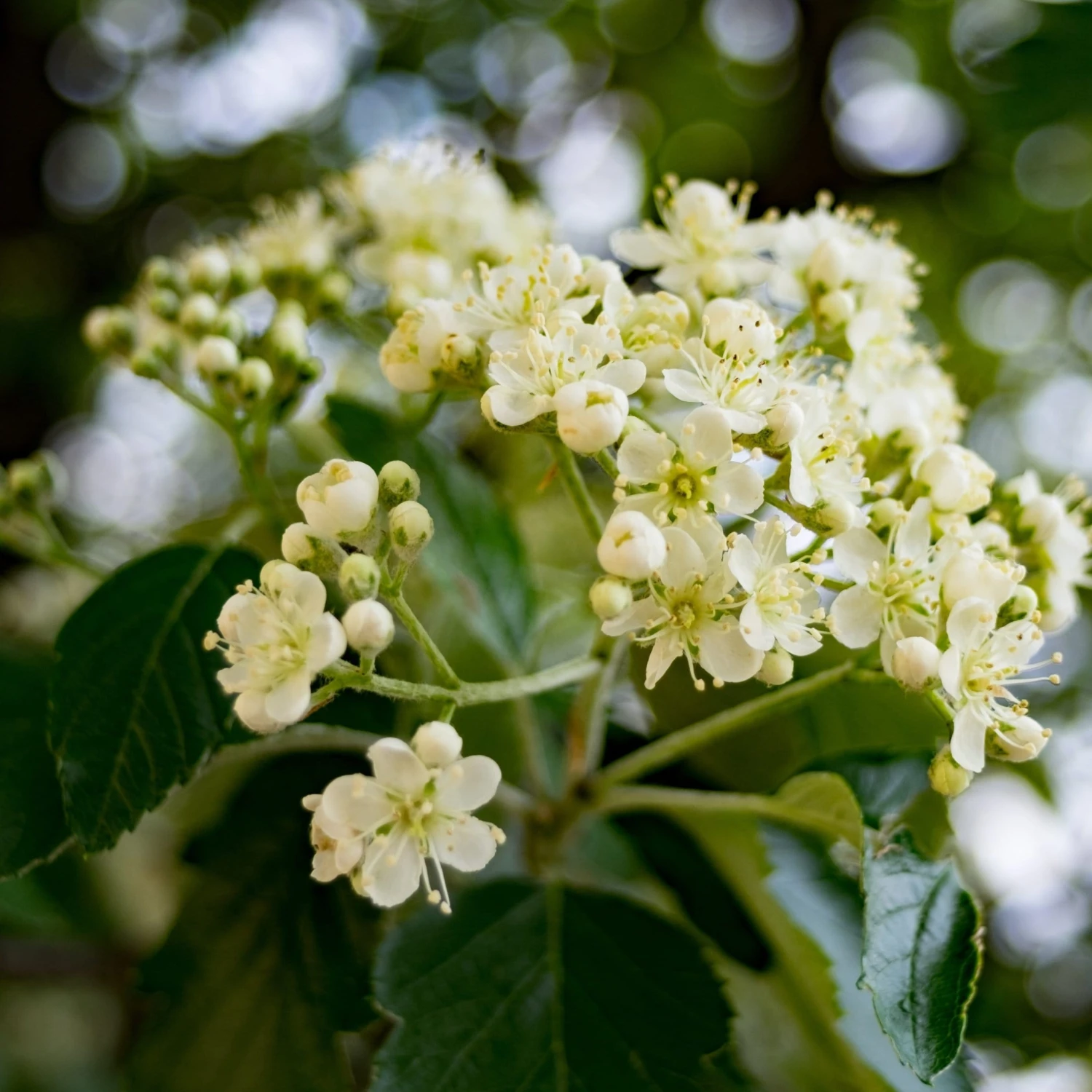 Pink Pagoda Rowan Tree | Sorbus Hupehensis 2 Pink Pagoda Rowan Tree | Sorbus Hupehensis - Image 2