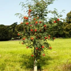 Mountain Ash Rowan Tree | Sorbus Aucuparia 18 Mountain Ash Rowan Tree | Sorbus Aucuparia -Roots Plants Shop ORN0009 6