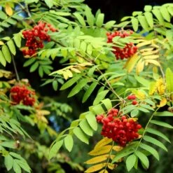 Mountain Ash Rowan Tree | Sorbus Aucuparia 19 Mountain Ash Rowan Tree | Sorbus Aucuparia -Roots Plants Shop ORN0009 7
