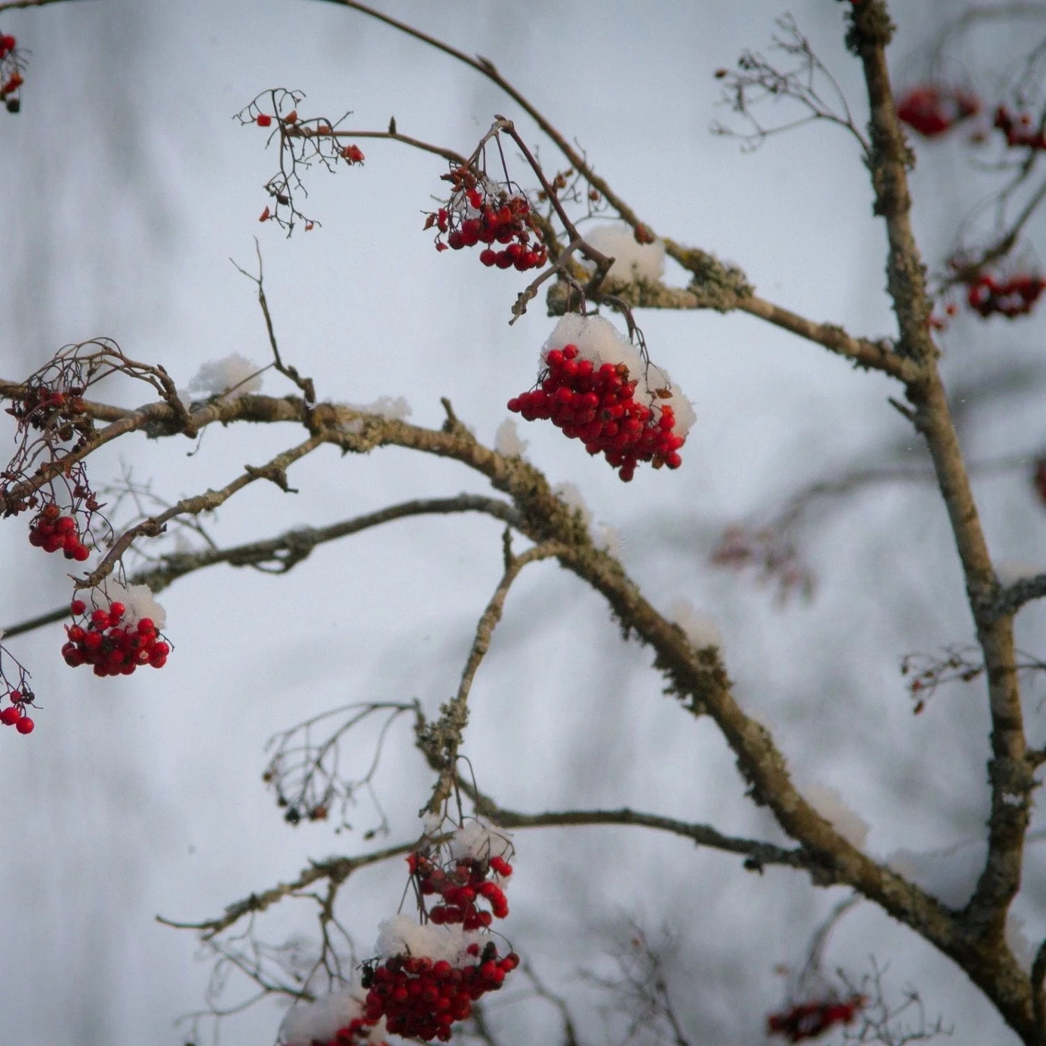 Mountain Ash Rowan Tree | Sorbus Aucuparia 6 Mountain Ash Rowan Tree | Sorbus Aucuparia - Image 6