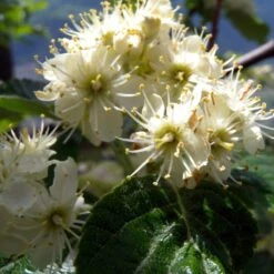 Whitebeam Tree | Sorbus Aria 'Lutescens' -Roots Plants Shop ORN0012 2