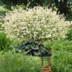 Flamingo Willow Tree | Salix Integra Hakuro Nishiki -Roots Plants Shop ORN0014 3