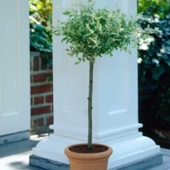 Flamingo Willow Tree | Salix Integra Hakuro Nishiki -Roots Plants Shop ORN0014 4
