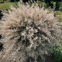 Flamingo Willow Tree | Salix Integra Hakuro Nishiki -Roots Plants Shop ORN0014 5