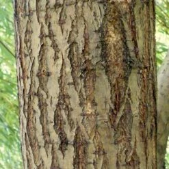 Golden Weeping Willow Tree | Salix Chrysocoma -Roots Plants Shop ORN0015 5