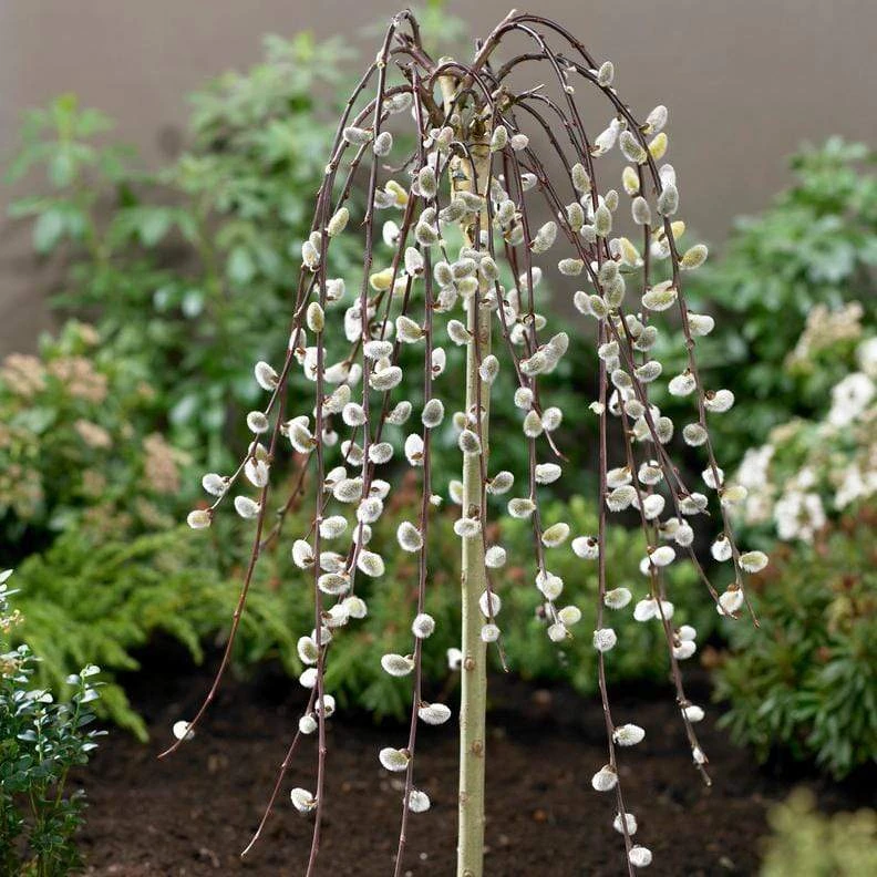 Kilmarnock Dwarf Weeping Willow Tree | Salix Caprea 4 Kilmarnock Dwarf Weeping Willow Tree | Salix Caprea - Image 4