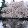 Weeping Yoshino Cherry Blossom Tree | Prunus Yedoensis