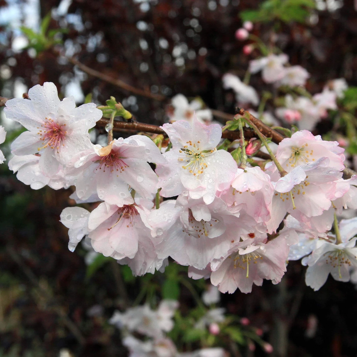 Pink Winter Flowering Cherry Tree | Prunus X Subhirtella 'Autumnalis Rosea' 1 Pink Winter Flowering Cherry Tree | Prunus X Subhirtella 'Autumnalis Rosea'