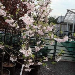 Pink Winter Flowering Cherry Tree | Prunus X Subhirtella 'Autumnalis Rosea' 7 Pink Winter Flowering Cherry Tree | Prunus X Subhirtella 'Autumnalis Rosea' -Roots Plants Shop ORN0030 2