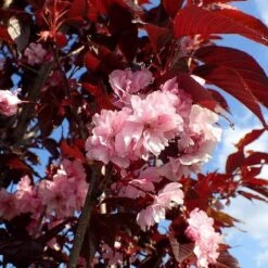 Purple Leaf Cherry Blossom Tree | Prunus Serrulata 'Royal Burgundy' -Roots Plants Shop ORN0032 1