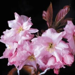 Purple Leaf Cherry Blossom Tree | Prunus Serrulata 'Royal Burgundy' -Roots Plants Shop ORN0032 2