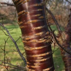Single Stem Tibetan Cherry Tree | Prunus Serrula -Roots Plants Shop ORN0034 2