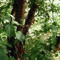 Multi Stem Tibetan Cherry Tree | Prunus Serrula -Roots Plants Shop ORN0034 4 457f60d6 746c 4a68 a6a8 5139ee4b2b53