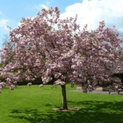 Pink Perfection Cherry Blossom Tree 11 Pink Perfection Cherry Blossom Tree -Roots Plants Shop ORN0038 1