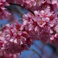 Small Pink Cherry Blossom Tree | Prunus 'Okame' -Roots Plants Shop ORN0044 3