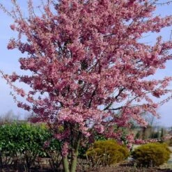 Small Pink Cherry Blossom Tree | Prunus 'Okame' -Roots Plants Shop ORN0044 4