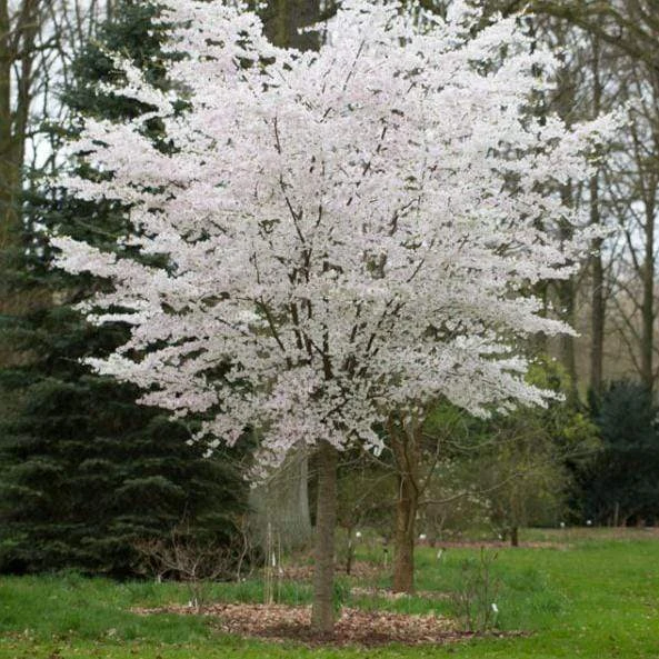 The Bride Cherry Blossom Tree | Prunus Incisa 2 The Bride Cherry Blossom Tree | Prunus Incisa - Image 2