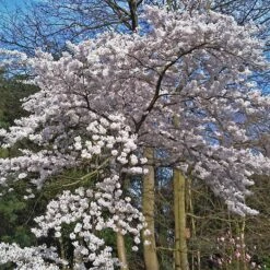 Great White Cherry Blossom Tree | Prunus 'Tai-Haku' -Roots Plants Shop ORN0049 4