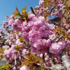 Cheal's Weeping Cherry Blossom Tree | Prunus Kiku Shidare Zakura -Roots Plants Shop ORN0058 4