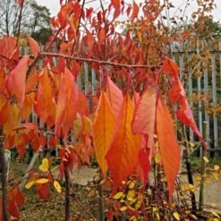 Cheal's Weeping Cherry Blossom Tree | Prunus Kiku Shidare Zakura -Roots Plants Shop ORN0058 6