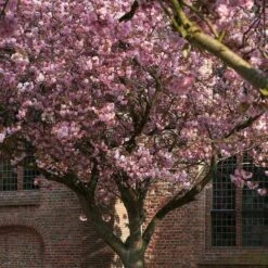 Japanese Cherry Blossom Tree | Prunus Serrulata 'Kanzan' 12 Japanese Cherry Blossom Tree | Prunus Serrulata 'Kanzan' -Roots Plants Shop ORN0060 2