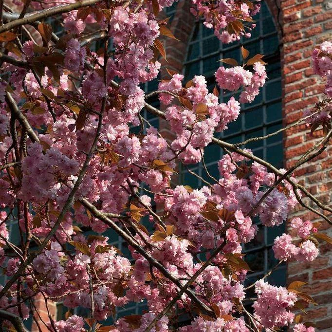 Japanese Cherry Blossom Tree | Prunus Serrulata 'Kanzan' 6 Japanese Cherry Blossom Tree | Prunus Serrulata 'Kanzan' - Image 6