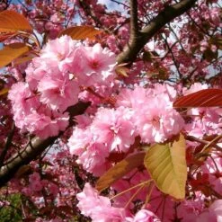 Japanese Cherry Blossom Tree | Prunus Serrulata 'Kanzan' 16 Japanese Cherry Blossom Tree | Prunus Serrulata 'Kanzan' -Roots Plants Shop ORN0060 4