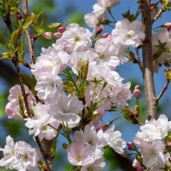 Flagpole Cherry Blossom Tree | Prunus Amanogawa -Roots Plants Shop ORN0063 3
