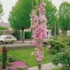 Flagpole Cherry Blossom Tree | Prunus Amanogawa