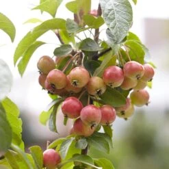 Evereste Crabapple Tree -Roots Plants Shop ORN0074 3 1475890a 114a 4e97 a720 809279382368