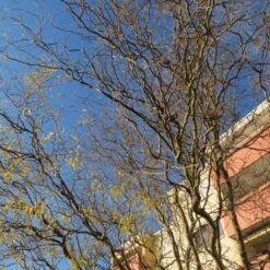 Corkscrew Willow | Salix Matsudana 'Tortuosa' 9 Corkscrew Willow | Salix Matsudana 'Tortuosa' -Roots Plants Shop ORN0100 2