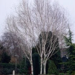 Himalayan Birch Tree | Betula Utilis Jacquemontii -Roots Plants Shop ORN0102 1