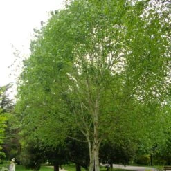 Himalayan Birch Tree | Betula Utilis Jacquemontii -Roots Plants Shop ORN0102 2