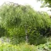 Weeping Silver Birch Tree | Betula Pendula Youngii