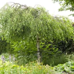 Weeping Silver Birch Tree | Betula Pendula Youngii