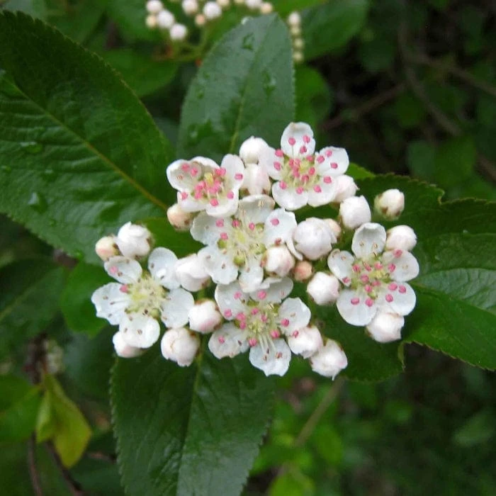 Broad-Leaved Cockspur Thorn Tree | Crataegus Persimilis 'Prunifolia' 2 Broad-Leaved Cockspur Thorn Tree | Crataegus Persimilis 'Prunifolia' - Image 2