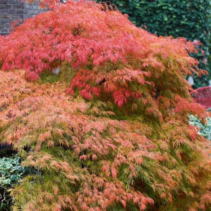 Green Weeping Japanese Maple Tree | Acer Palmatum 'Dissectum' 3 Green Weeping Japanese Maple Tree | Acer Palmatum 'Dissectum' - Image 3