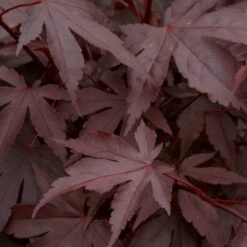 Red Japanese Maple Tree | Acer Palmatum 'Fireglow' -Roots Plants Shop ORN0198 3