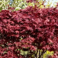 Red Japanese Maple Tree | Acer Palmatum 'Fireglow' -Roots Plants Shop ORN0198 4