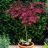 Red Weeping Japanese Maple Tree | Acer Palmatum 'Garnet'