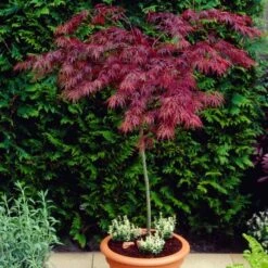 Red Weeping Japanese Maple Tree | Acer Palmatum 'Garnet'