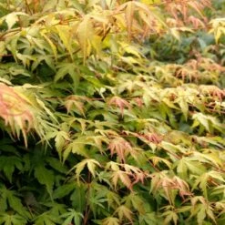 Japanese Maple Tree | Acer Palmatum 'Katsura' -Roots Plants Shop ORN0202 6