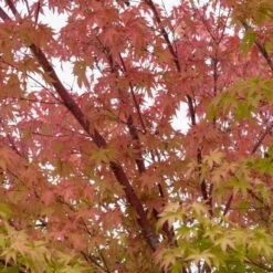 Coral Bark Japanese Maple Tree | Acer Palmatum 'Sangokaku' -Roots Plants Shop ORN0204 4