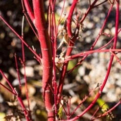 Coral Bark Japanese Maple Tree | Acer Palmatum 'Sangokaku' -Roots Plants Shop ORN0204 6