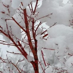 Coral Bark Japanese Maple Tree | Acer Palmatum 'Sangokaku' -Roots Plants Shop ORN0204 8