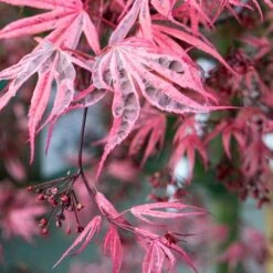Variegated Japanese Maple Tree | Acer Palmatum 'Shirazz' -Roots Plants Shop ORN0206 4
