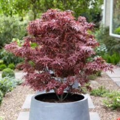 Purple Japanese Maple Tree | Acer Palmatum 'Atropurpureum' -Roots Plants Shop ORN0207 3