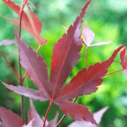 Purple Japanese Maple Tree | Acer Palmatum 'Atropurpureum' -Roots Plants Shop ORN0207 5