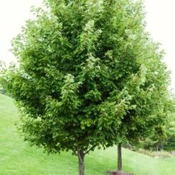 Canadian Red Maple Tree | Acer Rubrum -Roots Plants Shop ORN0212 1